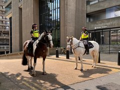 W Police horses 1